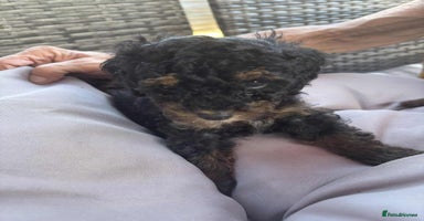 Toy Poodle dogs - Advert 16
