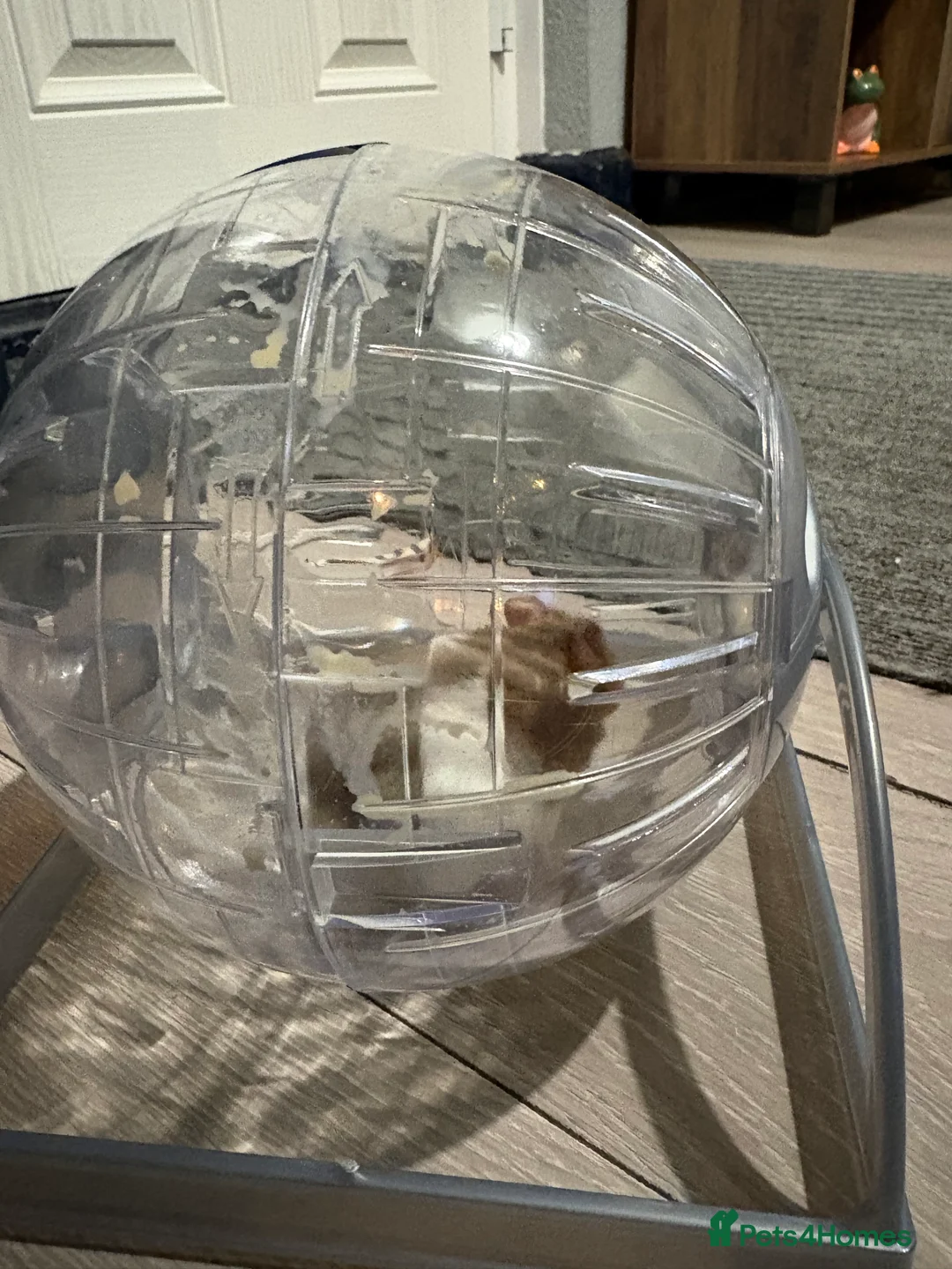 Hamster rodents for sale: Hamster  - Advert 5