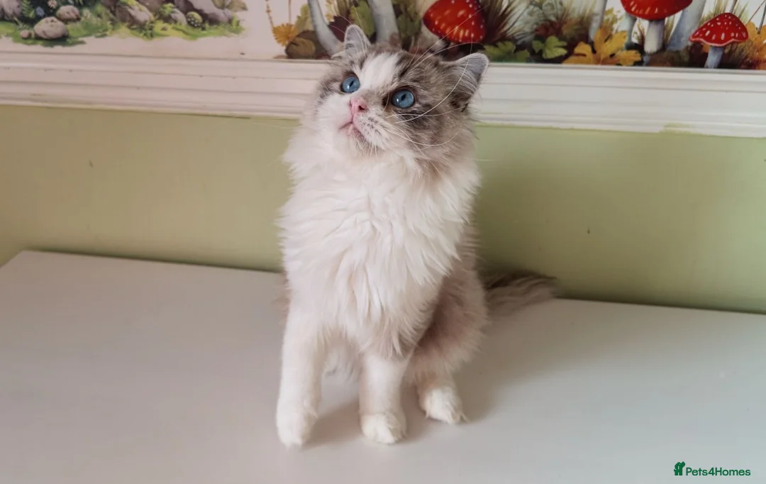 Ragdoll cats for sale: TICA registered Beautiful EU Ragdoll!  - Advert 2
