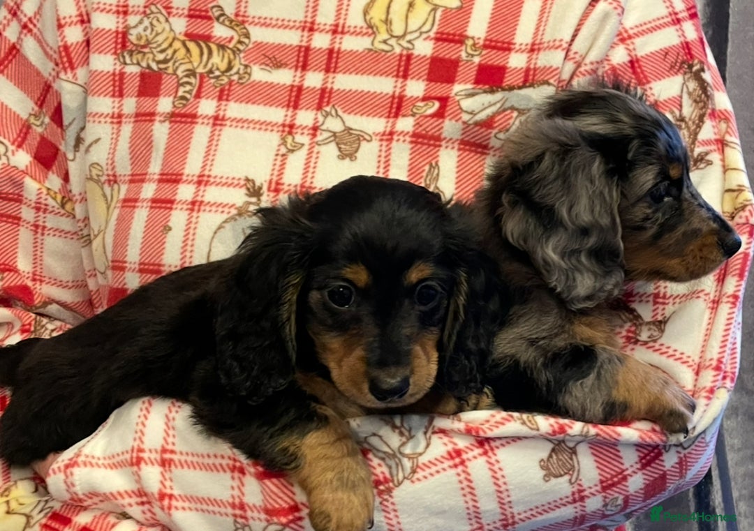 Miniature Dachshund dogs for sale: KC Long Hair 'Mini-Mini' Dachshund Puppies - Advert 10