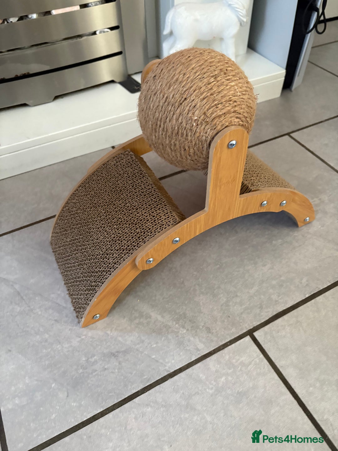 British Shorthair cats for sale: Pale grey female kitten  - Advert 11