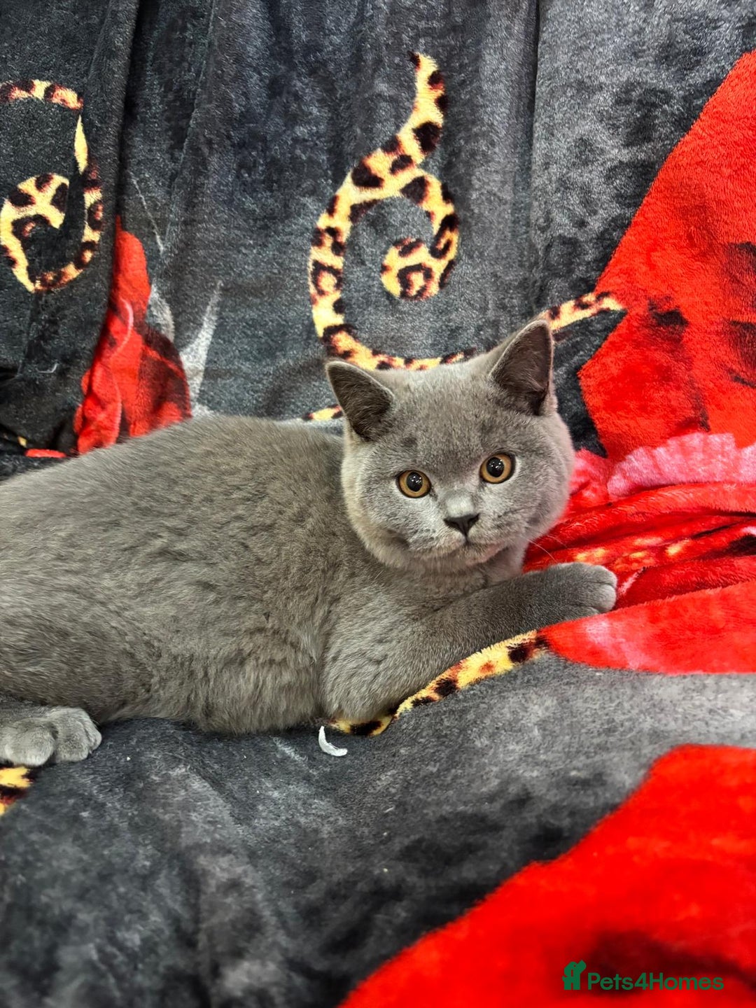 British Shorthair cats for sale: GCCF BSH Kittens pet homes only  - Image 37