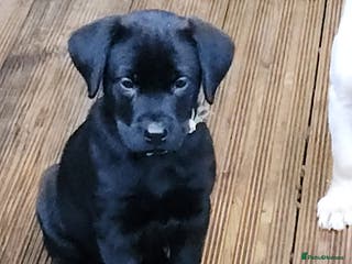 Labrador Retriever dogs Black Labrador Puppy - Advert 15