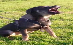 Mastiff dogs for sale: Serbian defense dogs  - Image 7
