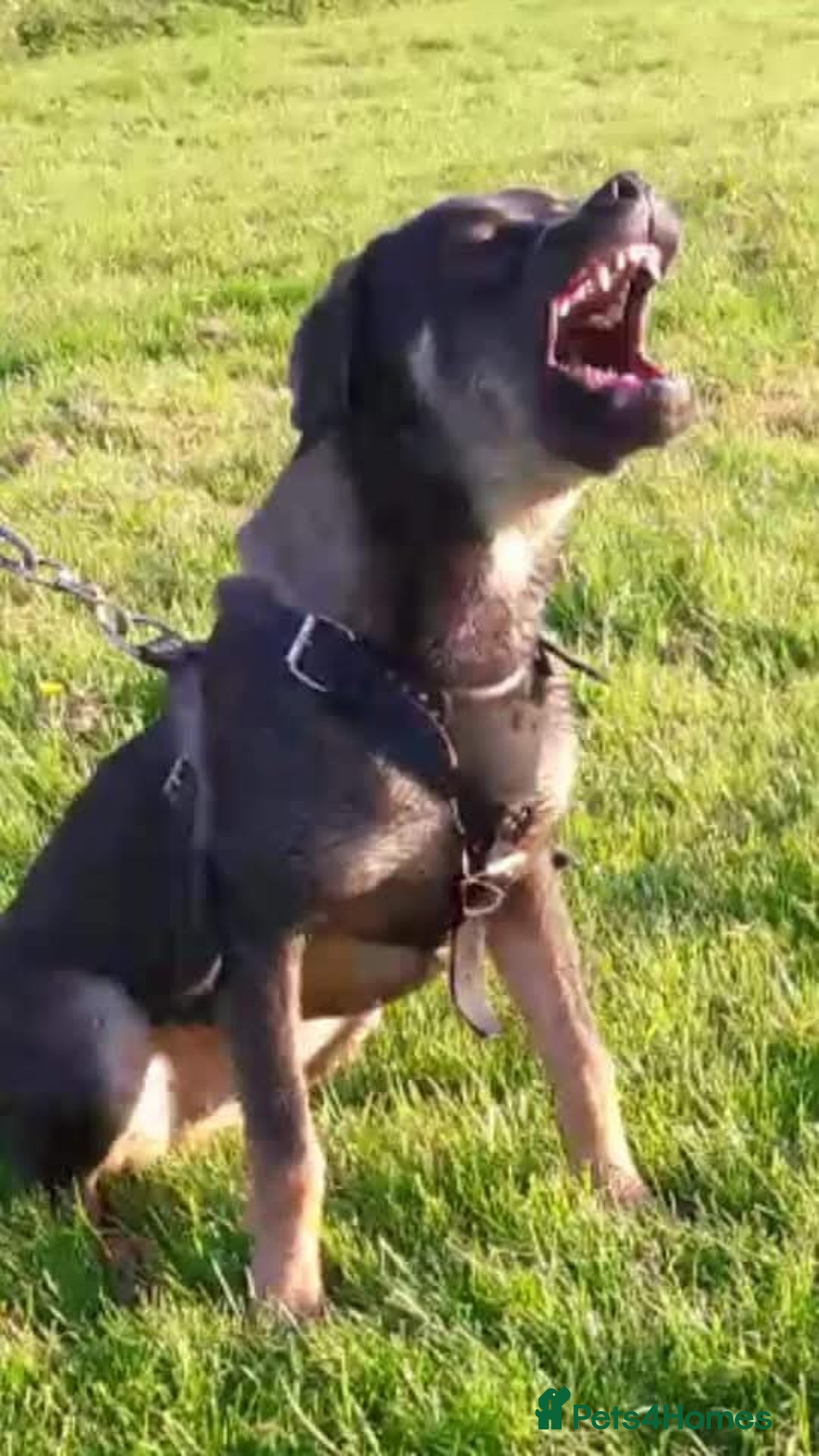 Mastiff dogs for sale: Serbian defense dogs  - Image 7