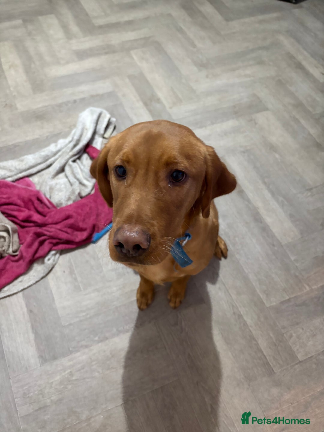 Labrador Retriever dogs for sale: Red fox Labrador 8 months old - Advert 1