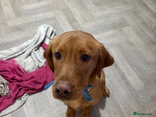 Labrador Retriever dogs Red fox Labrador 8 months old - Advert 1