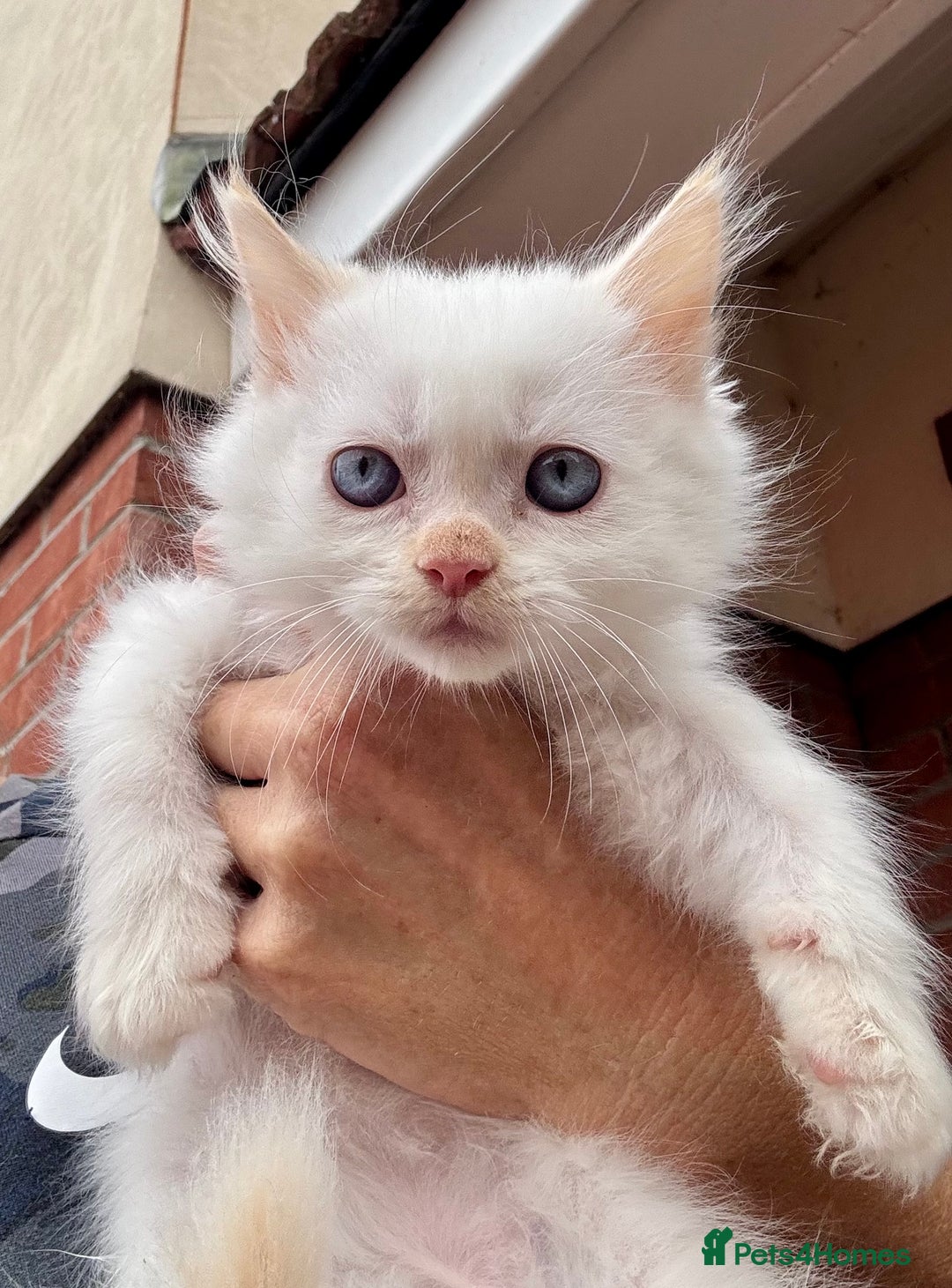 Mixed Breed cats for sale: Persian cross Ragdoll kittens real stunners - Image 7