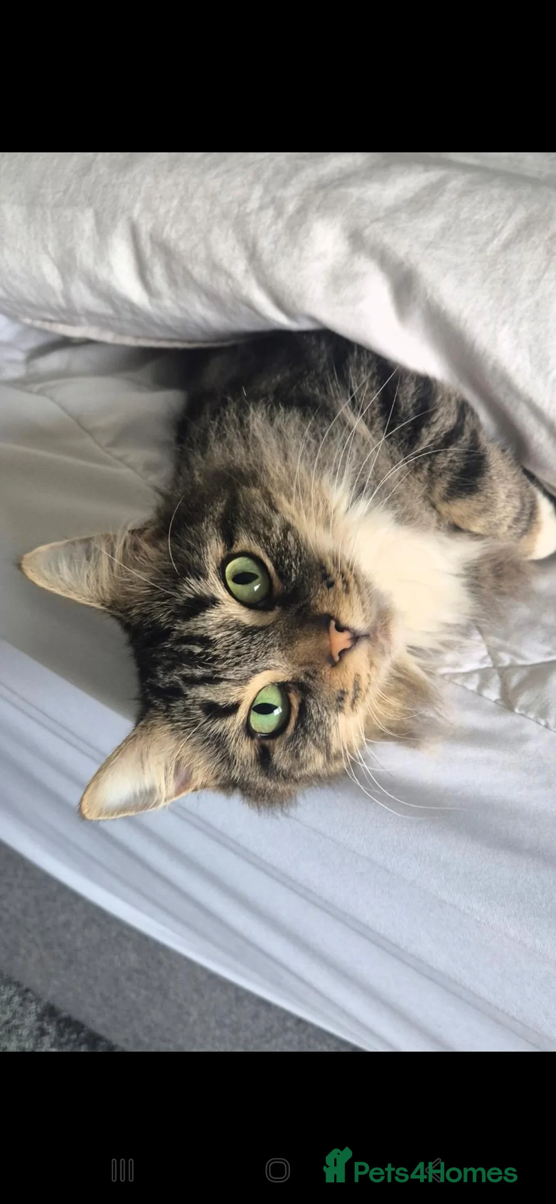 Mixed Breed cats for sale: Gorgeous litter  - Advert 1