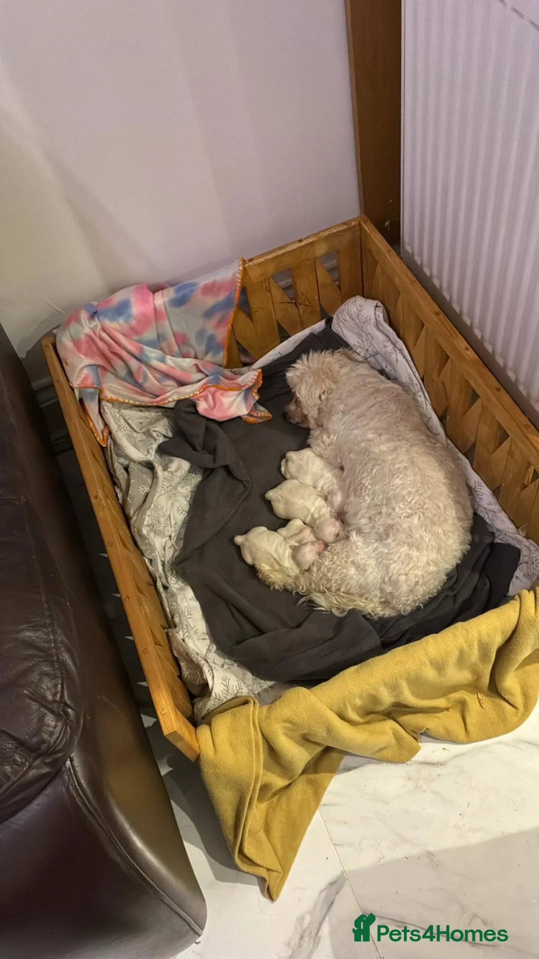 Bichon Frise dogs for sale: bichon frise - Advert 7