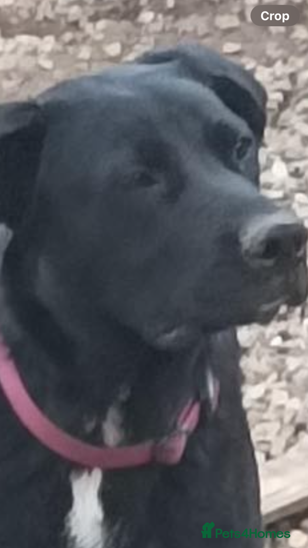 Mixed Breed dogs for sale: Lovely Tara - Image 4