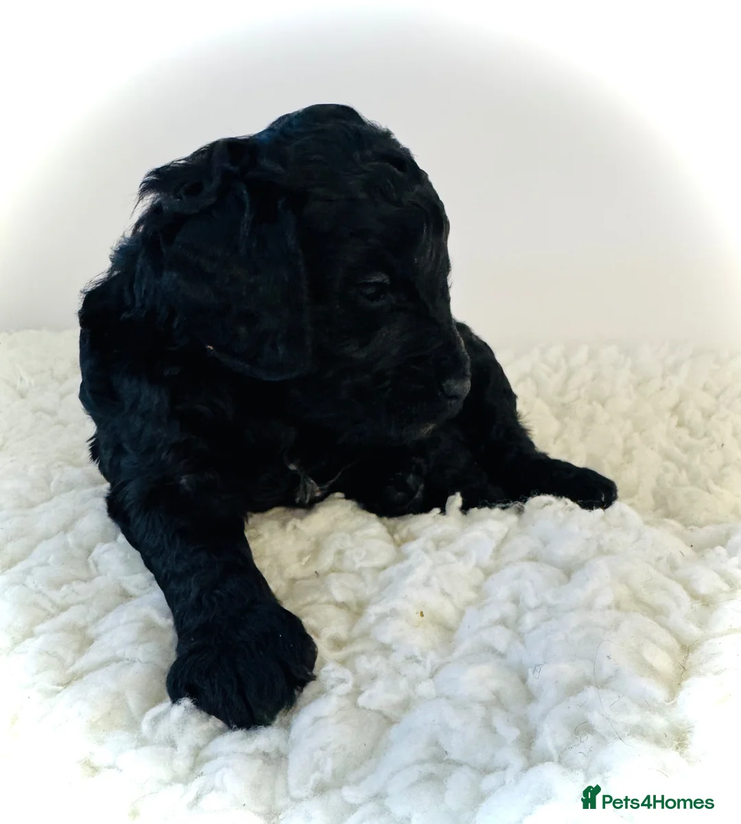 Cockapoo dogs for sale: F1b cockerpoos available to reserve  - Advert 28
