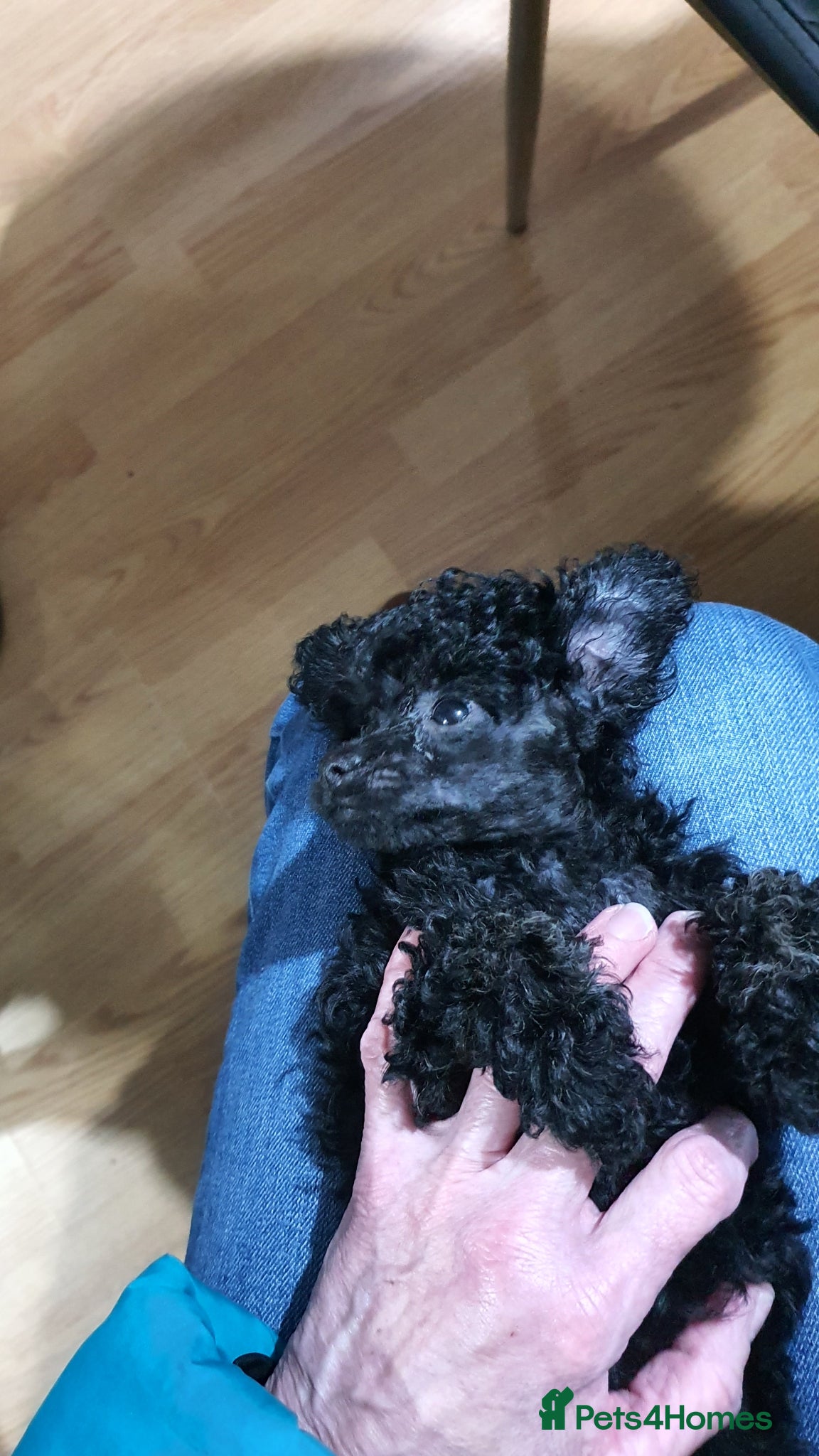 Toy Poodle dogs Rare Find! Fully HouseTrained, KC Toy Poodle Girl  - Advert 6