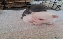 French Bulldog dogs for sale: French fancies puppies  - Image 6