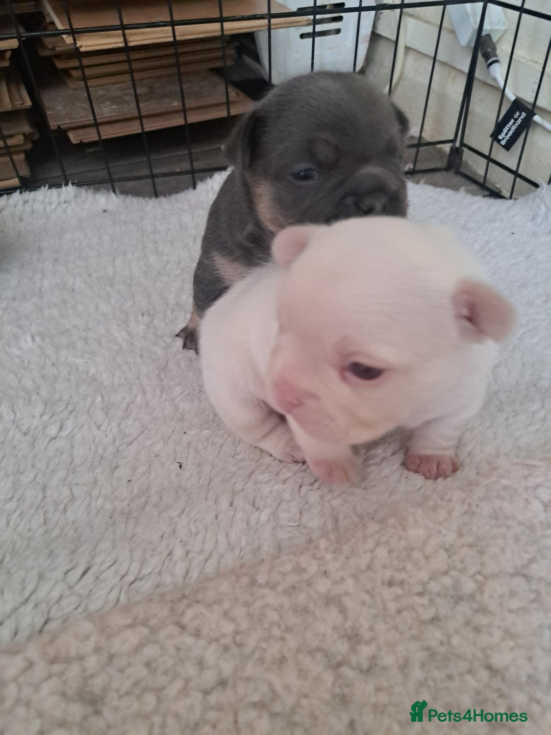 French Bulldog dogs for sale: French fancies puppies  - Image 6