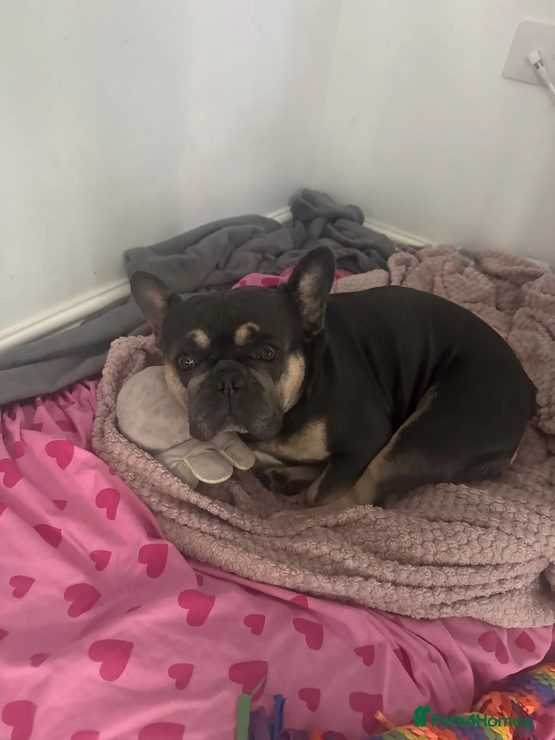 French Bulldog dogs for stud: Male French bulldog  - Advert 2