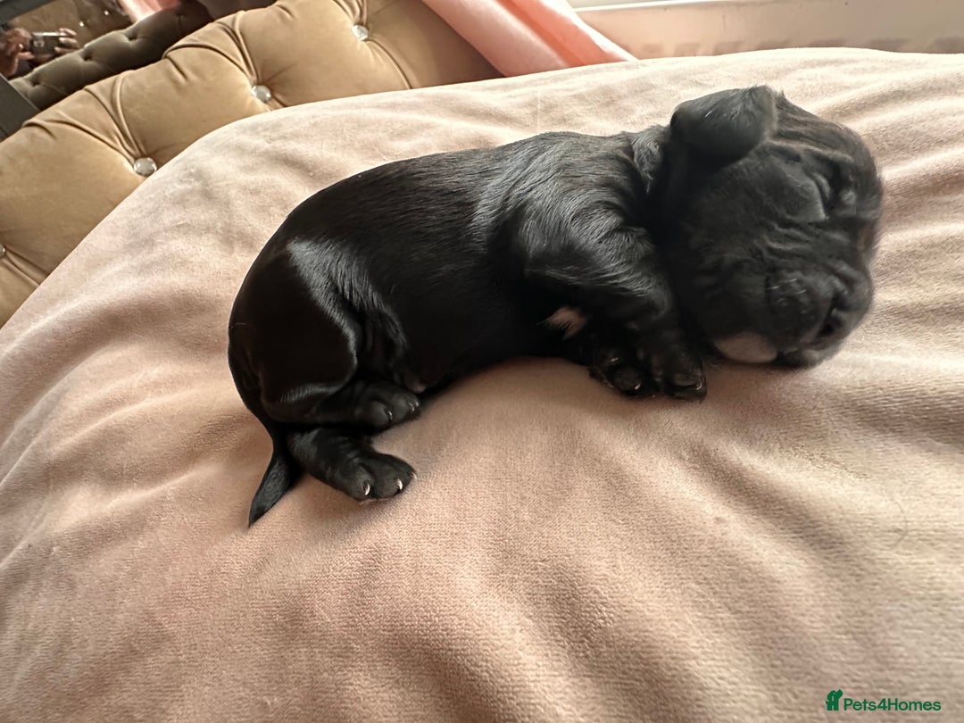Cockapoo dogs for sale: Beautiful Cockerpoo puppies - Image 10