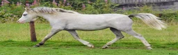 Welsh Section A horses for sale: BEAUTIFUL 2yr filly - Advert 6