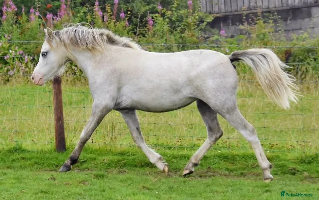 Welsh Section A horses for sale: BEAUTIFUL 2yr filly - Advert 6