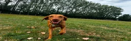 Hungarian Vizsla dogs for sale: Champion Bred Hungarian Vizsla Pups 0.9%COI KC Reg - Advert 15