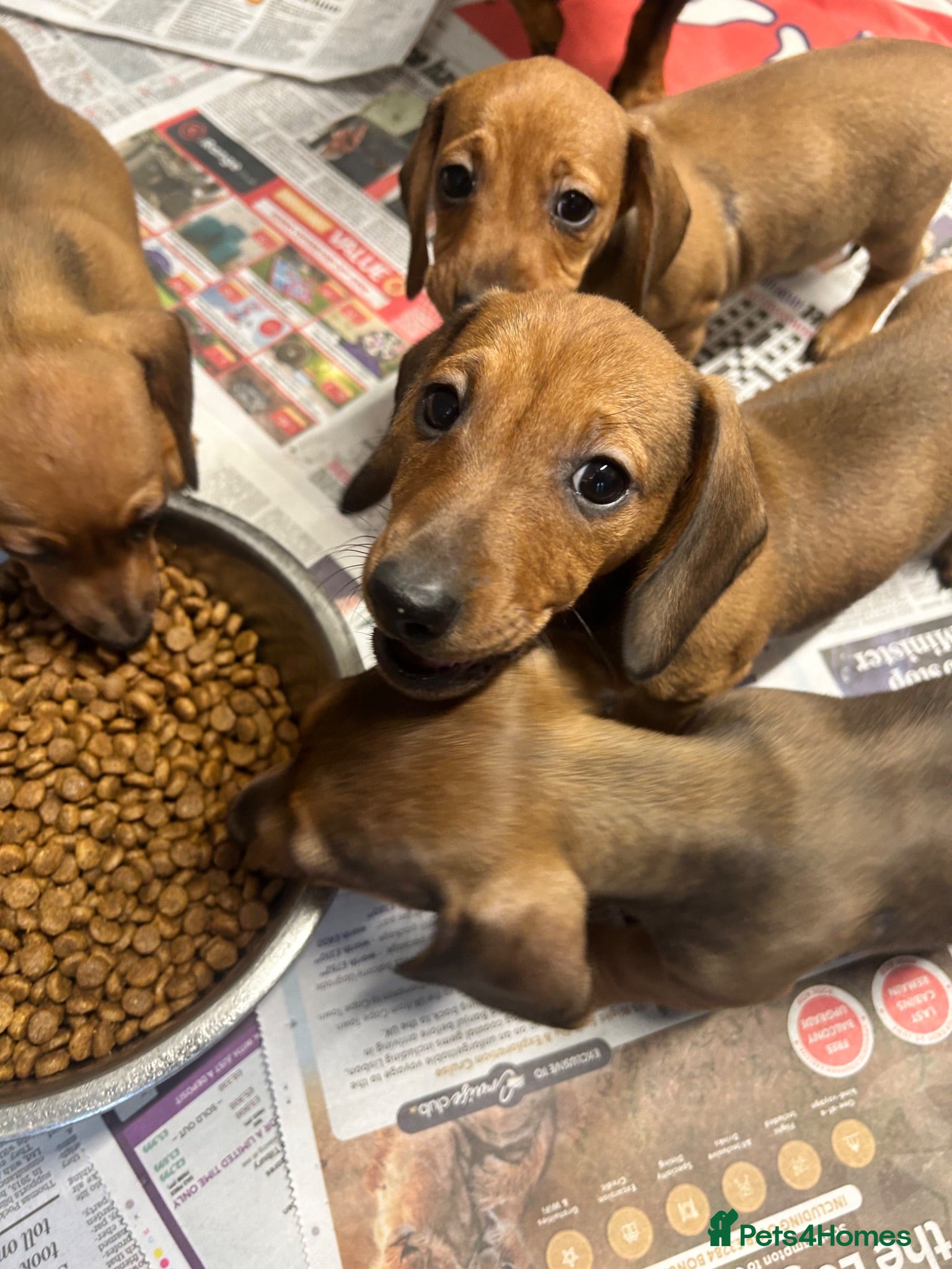 Miniature Dachshund dogs Stunning miniature dachshund puppies ready now  - Advert 1