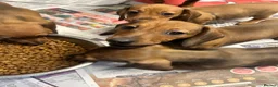 Miniature Dachshund dogs for sale: Stunning miniature dachshund puppies ready now  - Advert 1