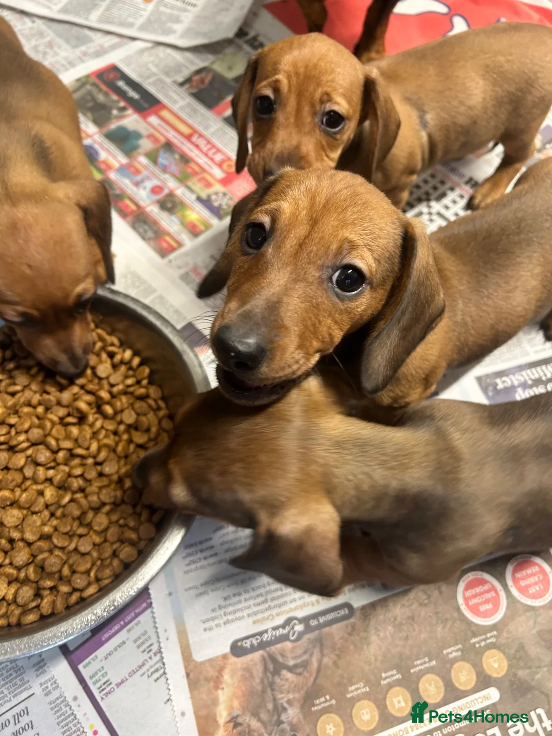 Miniature Dachshund dogs for sale: Stunning miniature dachshund puppies ready now  - Advert 1