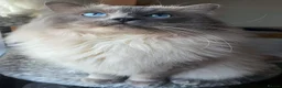 Ragdoll cats for sale: TICA Active Registered Ragdoll Kittens - Advert 29
