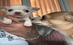 Chihuahua dogs for sale: Double chocolate platinum baby’s  - Image 7