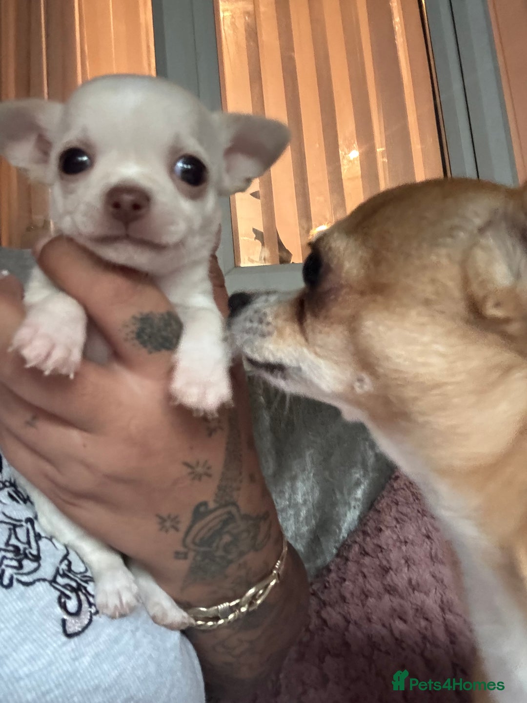 Chihuahua dogs for sale: Double chocolate platinum baby’s  - Image 7