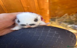 Netherland Dwarf rabbits for sale: Beautiful Mini lop and Netherland dwarf bunnies  - Advert 19