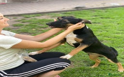 Mixed Breed dogs for adoption: 💙🐶 MAX 🐶💙 - Image 10