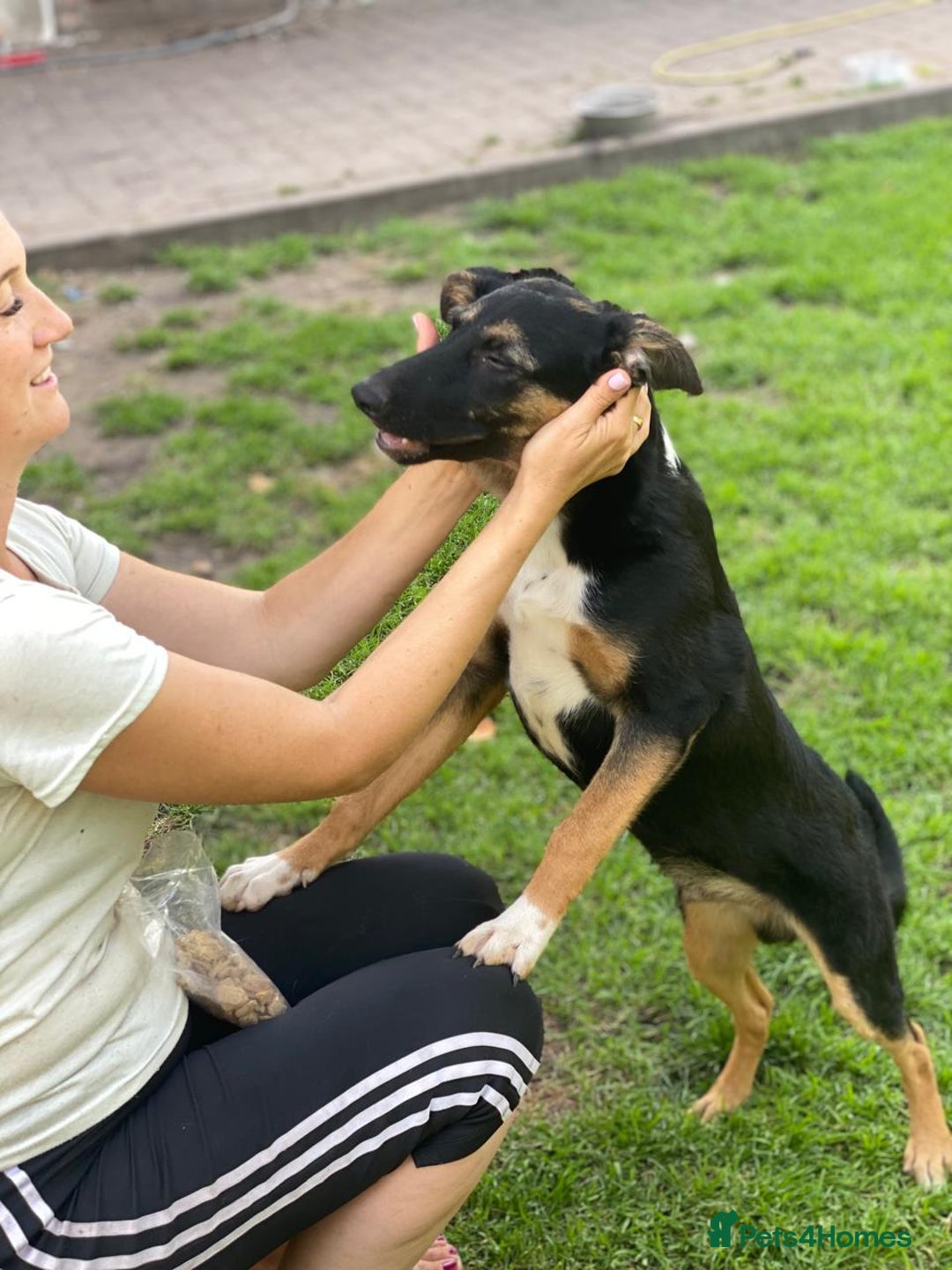 Mixed Breed dogs for adoption: 💙🐶 MAX 🐶💙 - Image 10