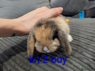 Mini Lop rabbits 1 LEFT Pure mini lop babies (indoor only homes) - Advert 8