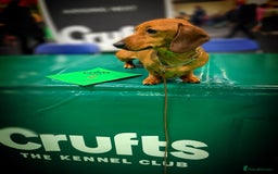 Miniature Dachshund dogs for stud: Champion Sired, Crufts Qualified Shaded Red in Dalry - Image 1