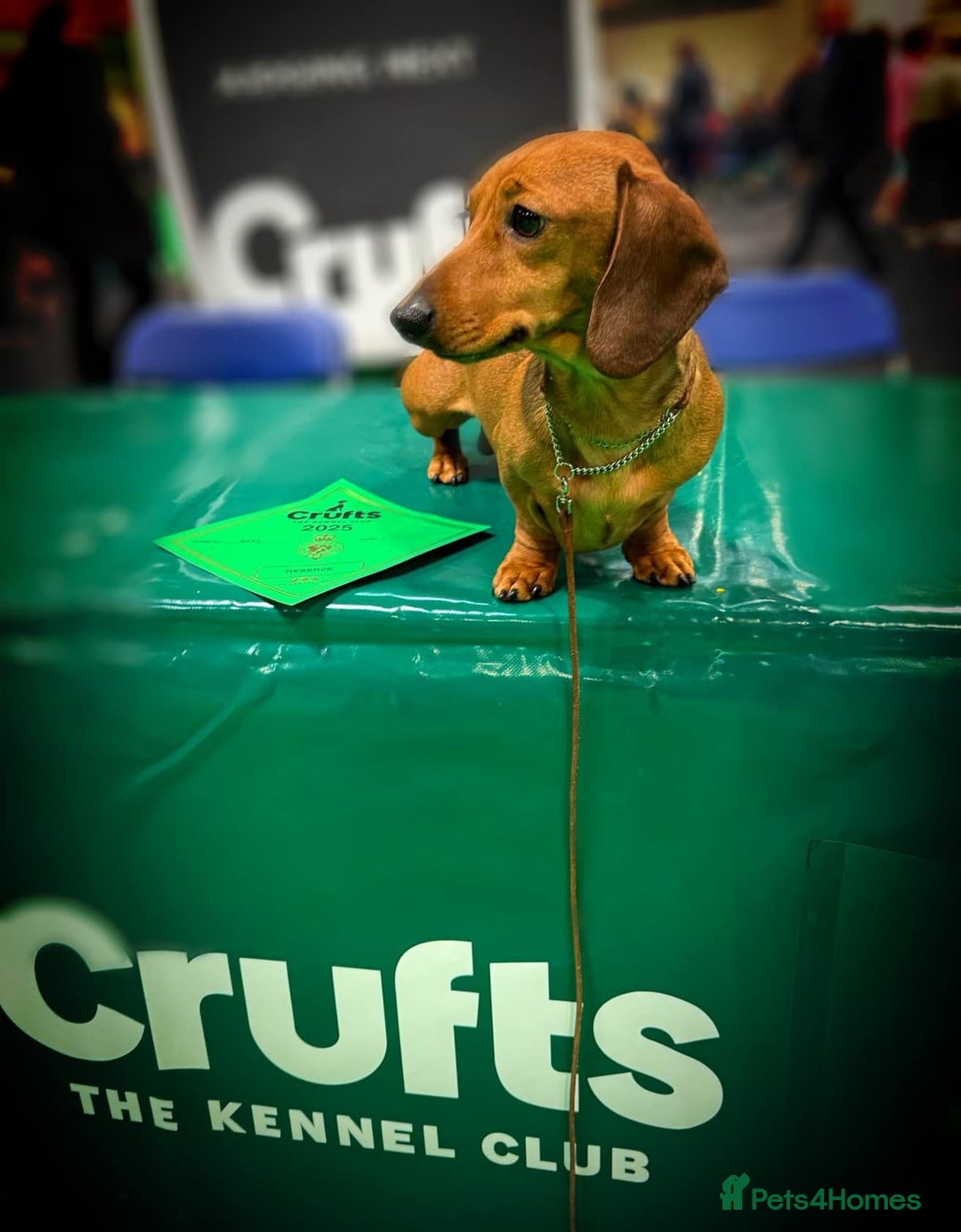 Miniature Dachshund dogs for stud: Champion Sired, Crufts Qualified Shaded Red in Dalry - Image 1