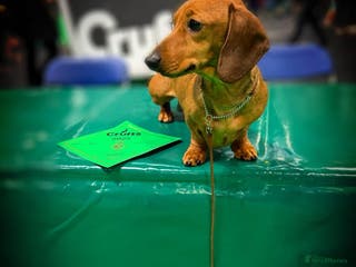 Miniature Dachshund dogs Champion Sired, Crufts Qualified Shaded Red in Dalry - Advert 8