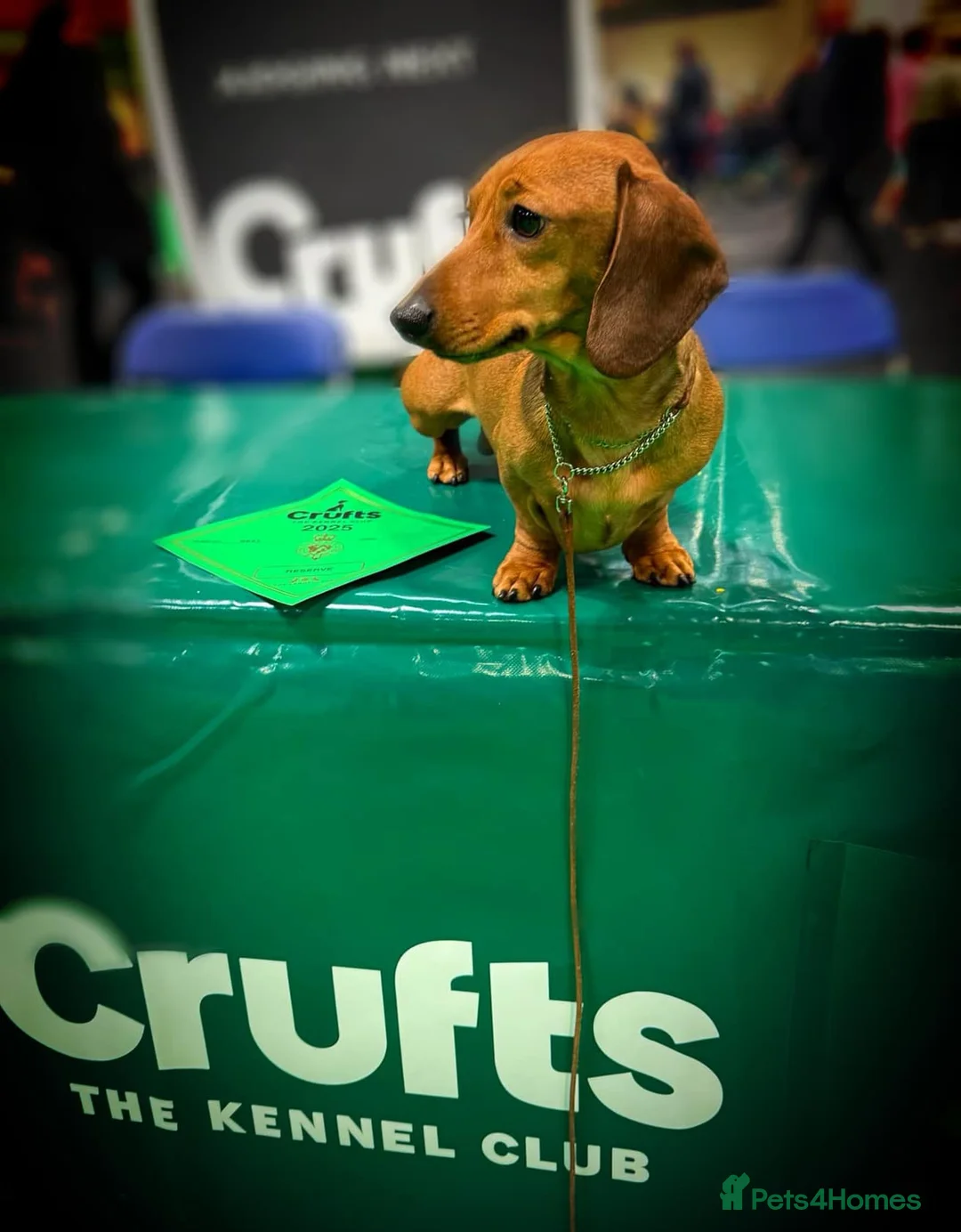 Miniature Dachshund dogs for stud: Champion Sired, Crufts Qualified Shaded Red in Dalry - Advert 1