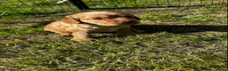 Cocker Spaniel dogs for sale: Golden Working Cocker Spaniel Puppies  - Advert 6