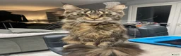 Maine Coon cats for sale: Female Maine Coon  - Advert 3