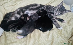 Mixed Breed cats for sale: X3 Gorgeous Kittens. GREY GONE!  - Image 4