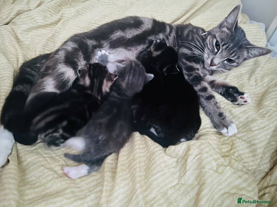 Mixed Breed cats for sale: X3 Gorgeous Kittens. GREY GONE!  - Image 4