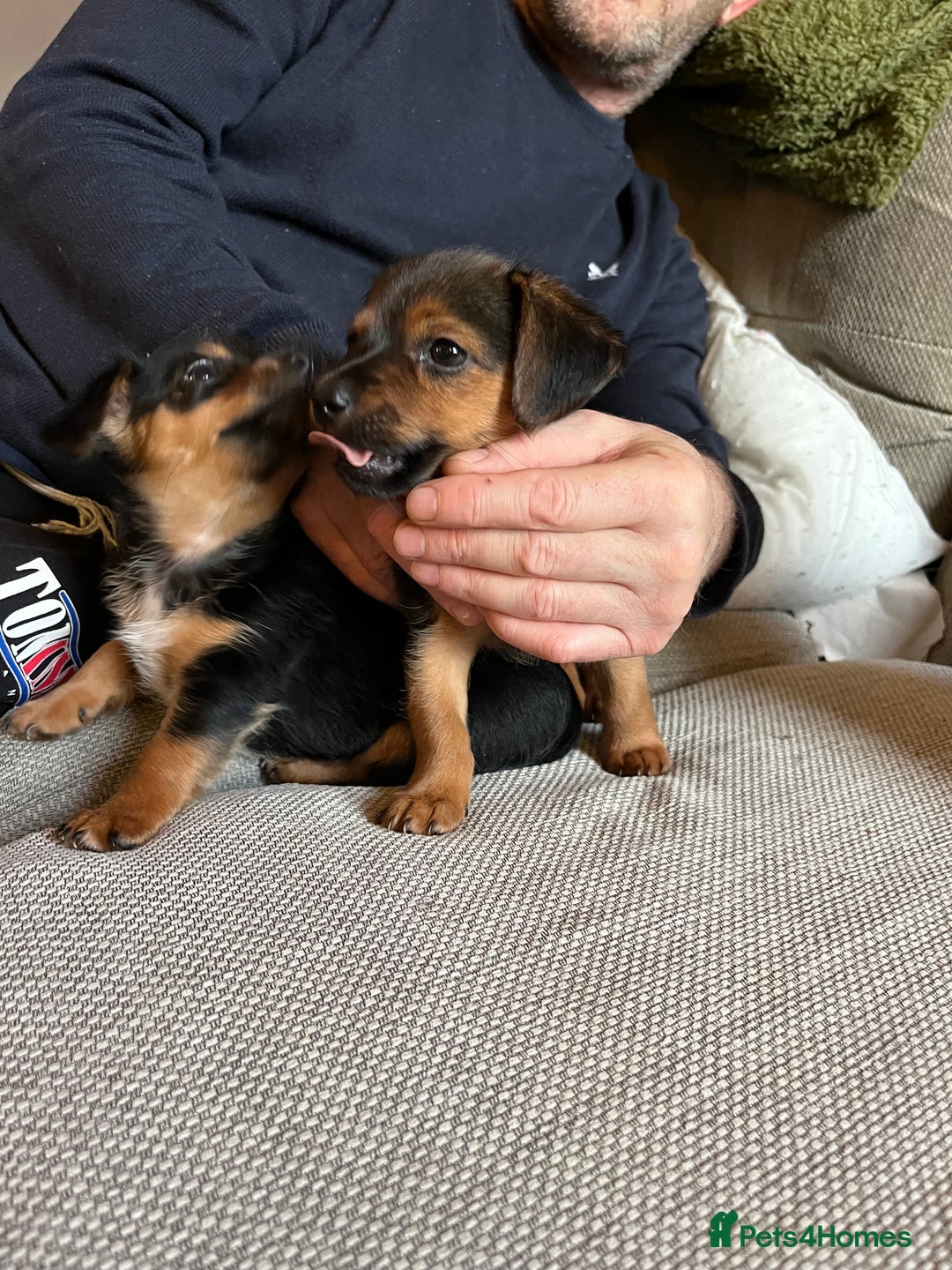 Jack Russell dogs for sale: Jack Russell puppies for sale - Advert 5