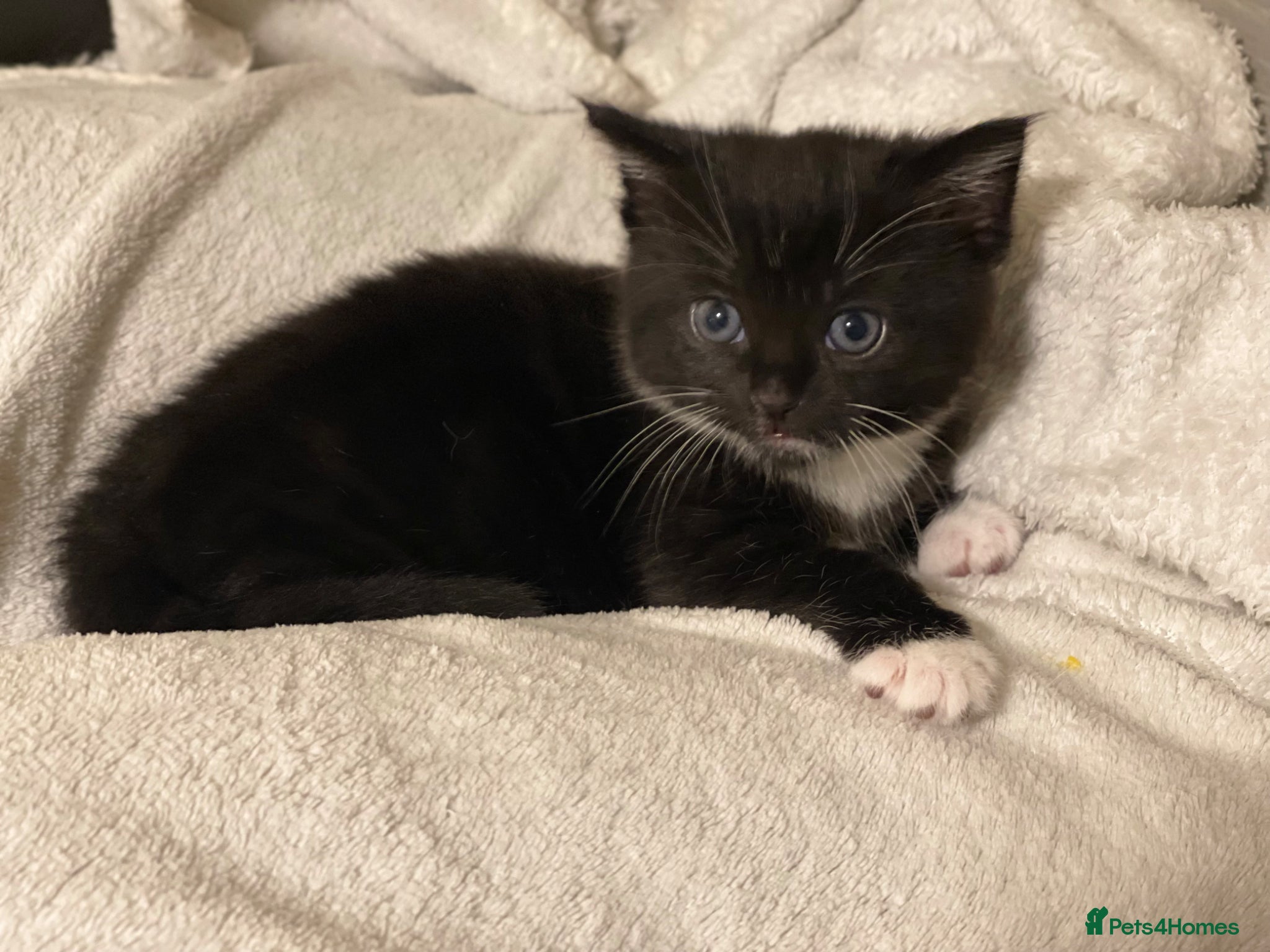 Mixed Breed cats Adorable girl kitty for sale - Advert 1