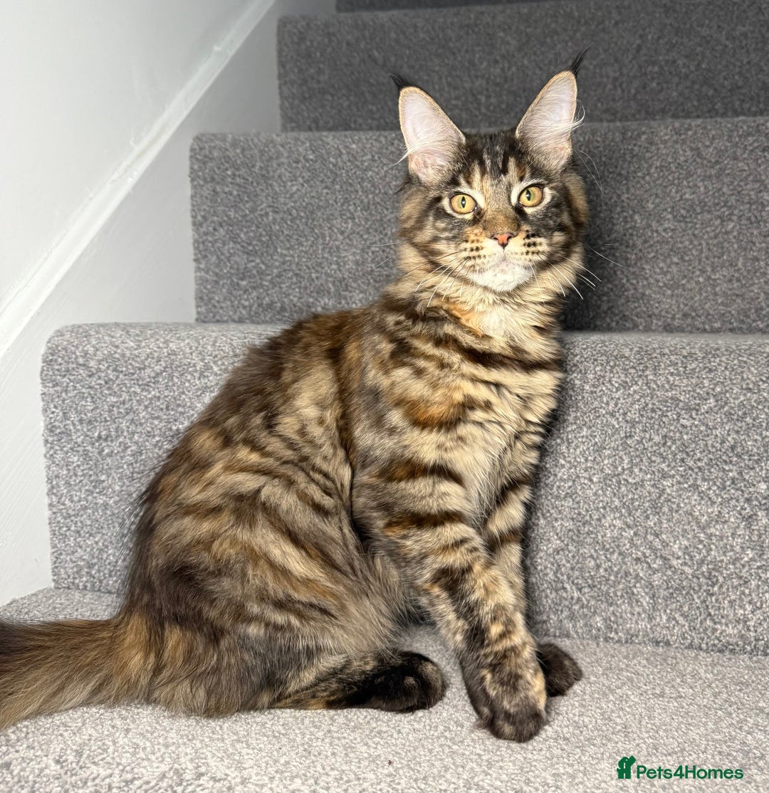 Maine Coon cats for sale: Champion line kittens , 2 girls left☺️ - Advert 5