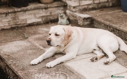 Labrador Retriever dogs for stud: Charlie  - Image 10