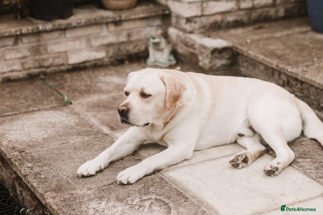 Labrador Retriever dogs for stud: Charlie  - Image 10