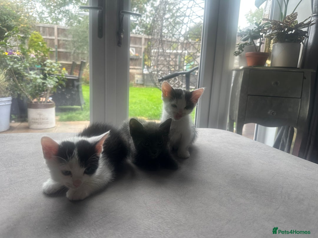Ragdoll cats for sale: Male kittens  - Image 7