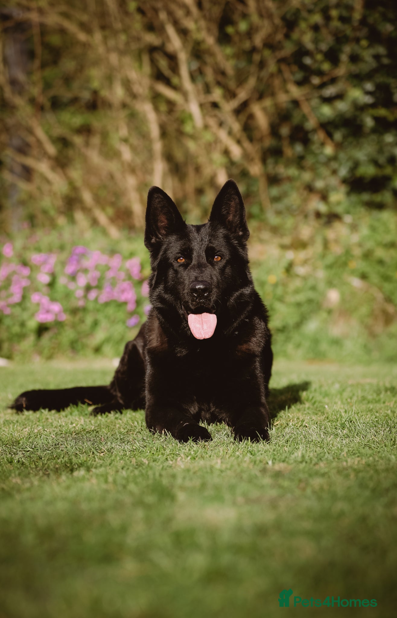 German Shepherd dogs Looking for retirement home - Advert 2