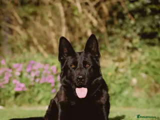 German Shepherd dogs Looking for retirement home - Advert 10